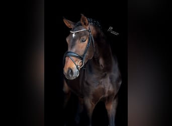 Renano, Caballo castrado, 6 años, 172 cm, Castaño oscuro