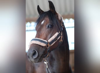 Renano Mestizo, Caballo castrado, 7 años, 151 cm, Castaño