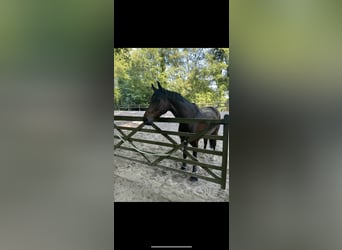 Renano, Caballo castrado, 7 años, 164 cm, Castaño oscuro