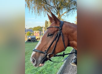 Renano, Caballo castrado, 7 años, 169 cm, Alazán