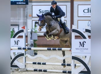 Renano, Caballo castrado, 7 años, 169 cm, Castaño