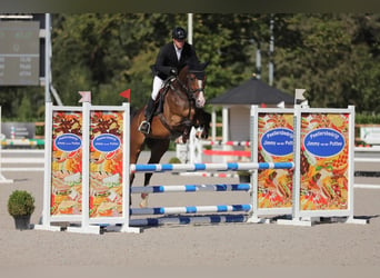 Renano, Caballo castrado, 7 años, 169 cm, Castaño