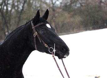Renano, Caballo castrado, 8 años, 166 cm, Castaño oscuro