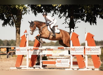 Renano, Caballo castrado, 8 años, 168 cm