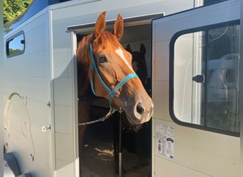 Renano, Caballo castrado, 8 años, 172 cm, Alazán