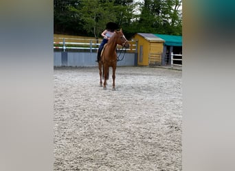 Renano, Caballo castrado, 8 años, 172 cm, Alazán