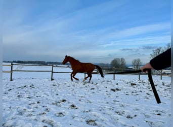 Renano, Caballo castrado, 8 años, 172 cm, Alazán