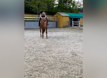 Renano, Caballo castrado, 8 años, 172 cm, Alazán