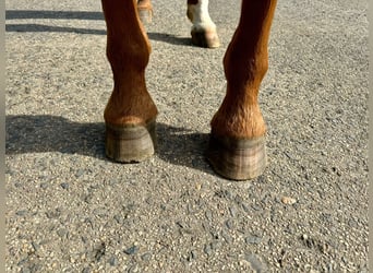 Renano, Caballo castrado, 8 años, 172 cm, Alazán