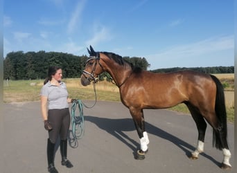 Renano, Caballo castrado, 8 años, 172 cm, Castaño