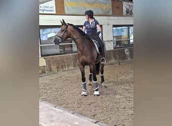 Renano, Caballo castrado, 8 años, 172 cm, Castaño