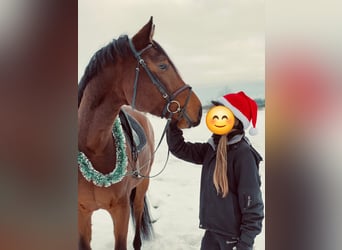 Renano, Caballo castrado, 8 años, 172 cm, Castaño