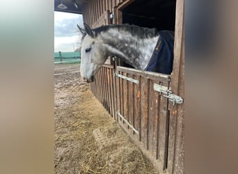 Renano, Caballo castrado, 8 años, 172 cm, Tordo