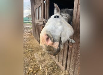 Renano, Caballo castrado, 8 años, 172 cm, Tordo