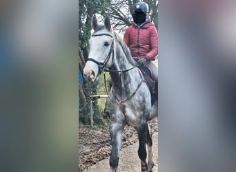 Renano, Caballo castrado, 8 años, 172 cm, Tordo