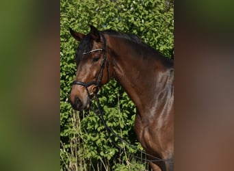 Renano, Caballo castrado, 8 años, 173 cm, Castaño oscuro