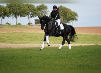 Renano, Caballo castrado, 8 años, 176 cm, Negro