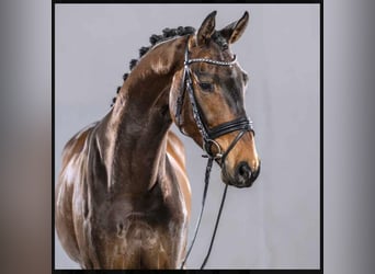 Renano, Caballo castrado, 8 años, 178 cm, Castaño oscuro