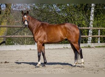 Renano, Caballo castrado, 9 años, 165 cm, Castaño