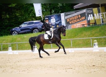 Renano, Caballo castrado, 9 años, 168 cm, Morcillo