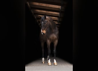 Renano, Caballo castrado, 9 años, 172 cm, Castaño oscuro