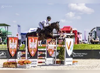 Renano, Caballo castrado, 9 años, 172 cm, Castaño oscuro