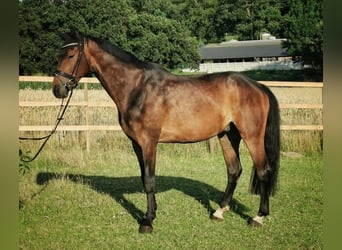 Renano, Caballo castrado, 9 años, 174 cm, Castaño oscuro