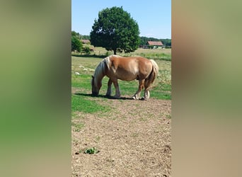 Renano, Castrone, 11 Anni, 165 cm, Sauro