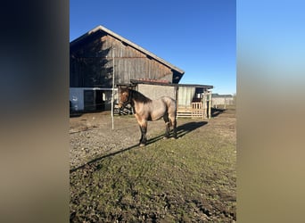 Renano, Castrone, 2 Anni, 153 cm, Baio ciliegia