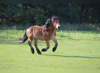 Renano, Castrone, 5 Anni, 172 cm, Baio chiaro