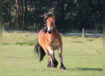 Renano, Castrone, 5 Anni, 172 cm, Baio chiaro