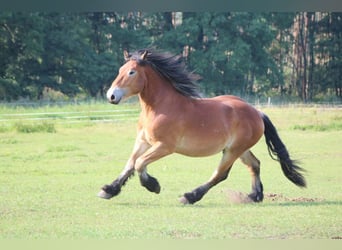 Renano, Castrone, 5 Anni, 172 cm, Baio chiaro