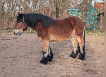 Renano, Castrone, 7 Anni, 160 cm, Baio