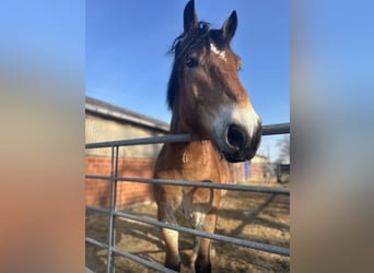 Renano, Castrone, 7 Anni, 168 cm