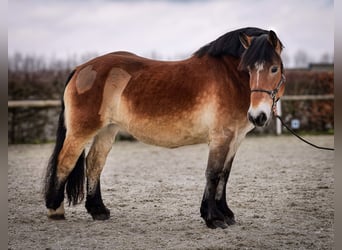 Renano, Giumenta, 13 Anni, 160 cm, Baio