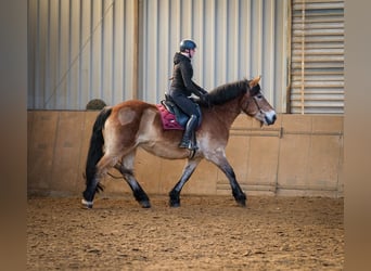 Renano, Giumenta, 13 Anni, 160 cm, Baio