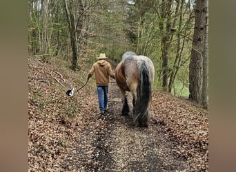 Renano, Giumenta, 13 Anni, Falbo baio