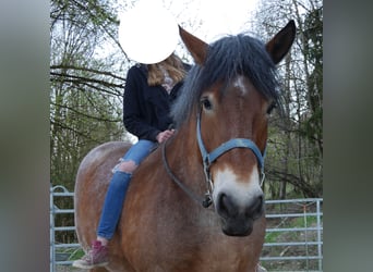 Renano, Giumenta, 13 Anni, Falbo baio