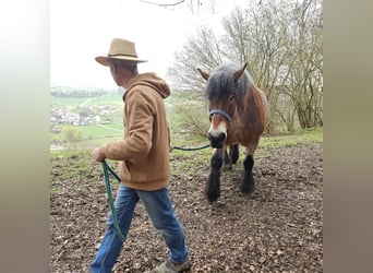 Renano, Giumenta, 13 Anni, Falbo baio