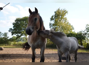 Renano, Giumenta, 2 Anni, 160 cm, Baio