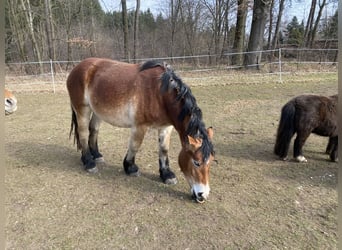 Renano, Giumenta, 3 Anni, 152 cm, Baio