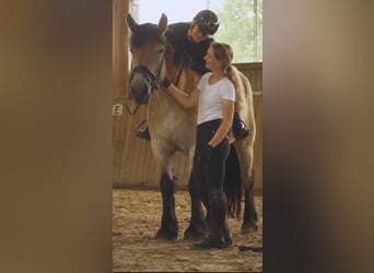 Renano, Giumenta, 4 Anni, 168 cm, Baio