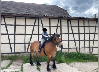 Renano, Giumenta, 7 Anni, 165 cm, Baio chiaro