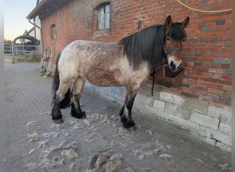 Renano, Giumenta, 9 Anni, 162 cm