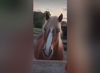 Renano Mix, Giumenta, 9 Anni, 165 cm, Sauro