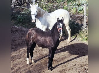 Renano, Semental, 1 año, 165 cm