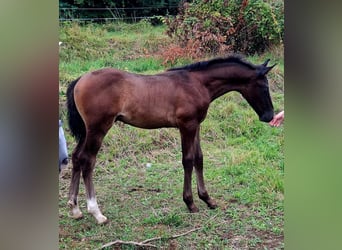 Renano, Semental, 1 año, 165 cm, Castaño