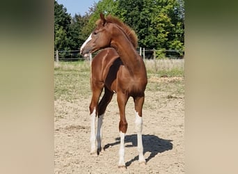 Renano, Semental, 1 año, 175 cm, Alazán