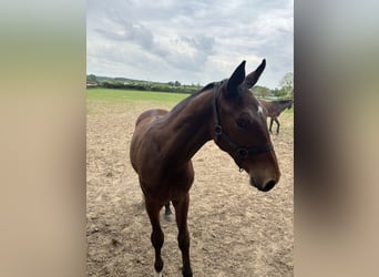 Renano, Semental, 1 año, Castaño claro