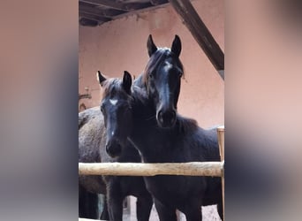 Renano, Semental, 2 años, 168 cm, Negro